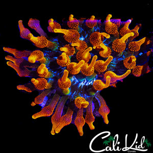CC COLORADO SUNBURST NEM