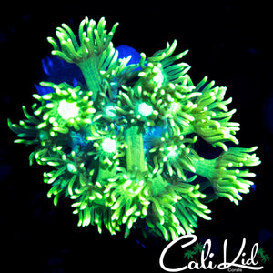 ULTRA NEON GONI