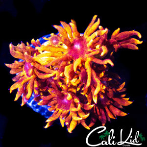 CK BLAZE BALLZ GONI