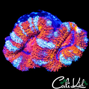 ULTRA WHITE STRIPE ACAN DOUBLE