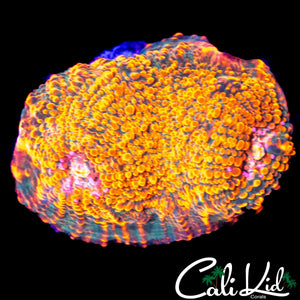 ULTRA CHALICE FRAG