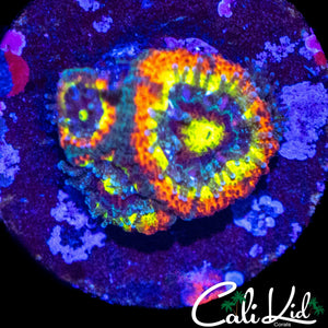 HOLYGRAIL MICROMUSSA