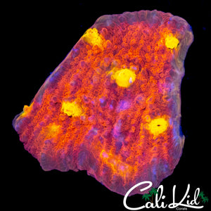 GOLDEN EYE CHALICE CHUNK