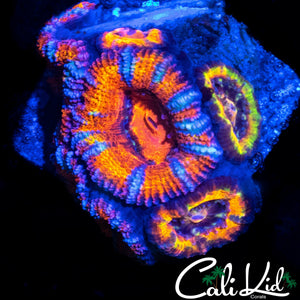 RAINBOW ACAN MINI COLONY