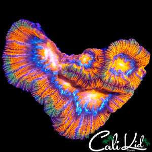ULTRA RAINBOW WILSONI