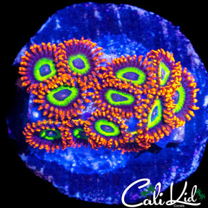 FRUIT LOOP ZOA MINI COLONY