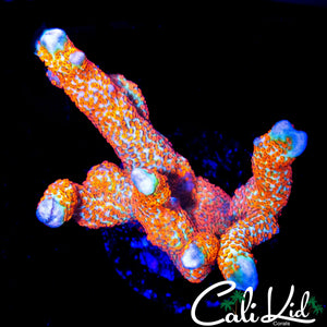 BUBBLE GUM DIGI CHUNK