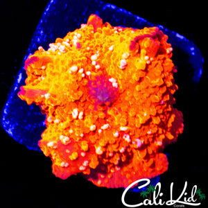 WHITE SPECKLED DISCO SHROOM