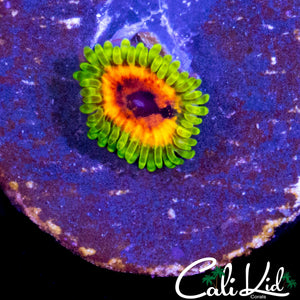 HALLUCINATION ZOA