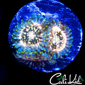 SOUR PUNCH ZOA TRIPLE