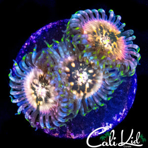 SOUR PUNCH ZOA TRIPLE