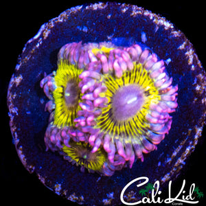 STRATOCASTER TYPE QUAD