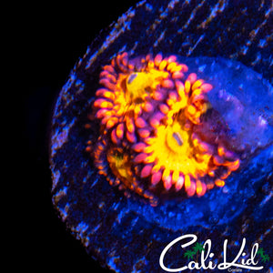 SAKURA TYPE ZOA TRIPLE