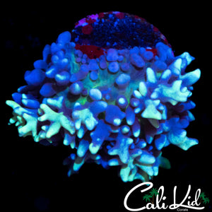 CK MAGNETO MUSHROOM