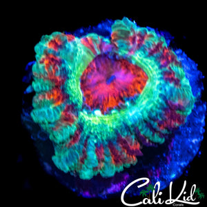 RED EYE ACAN LORD