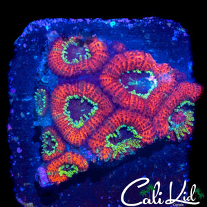 GOLDEN EYE MICROMUSSA