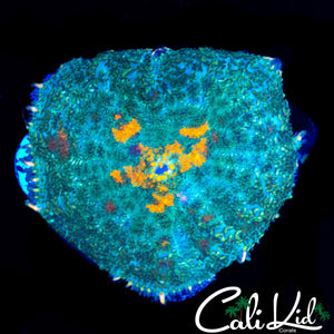 LARGE ORANGE EYE RHODACTIS