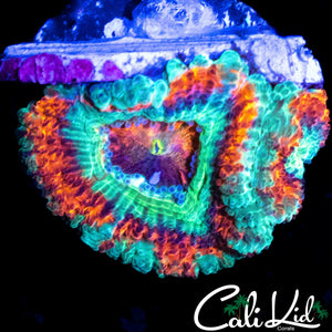 ULTRA RAINBOW ACAN DOUBLE