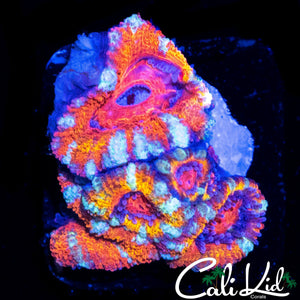 BEAUTIFUL RAINBOW ACAN MINI COLONY