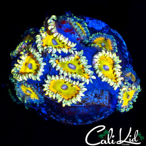 CK SATURNS RING MINI COLONY
