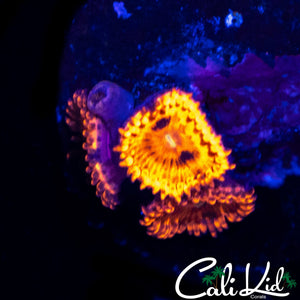 MYSTERY ZOA QUAD