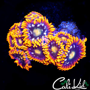 ASSORTED ZOA COLONY