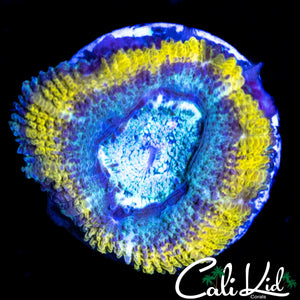 AQUA ACAN LORD