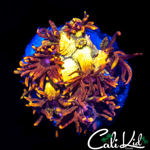 CK BLAZE BALLZ GONI