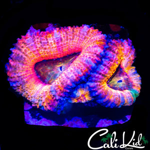 ULTRA RAINBOW ACAN TRIPLE