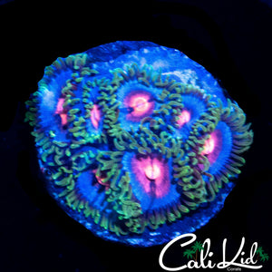 MIAMI VICE ZOA MINI COLONY