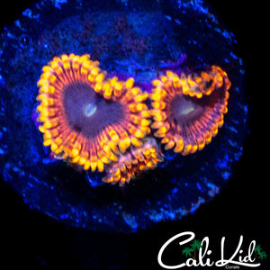 MYSTERY ZOA TRIPLE
