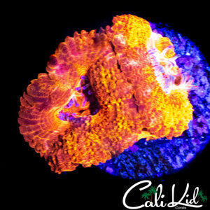 FLAMETHROWER ACAN DOUBLE