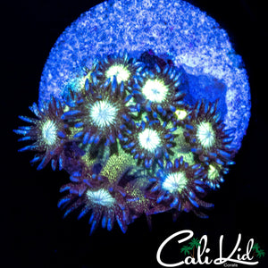 OG GLITTER BOMB GONI