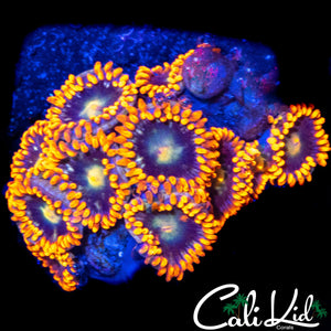 ASSORTED ZOA MINI COLONY