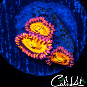 SAKURA TYPE ZOA TRIPLE