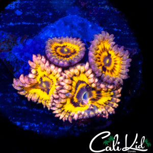 STRATOCASTER TYPE QUAD