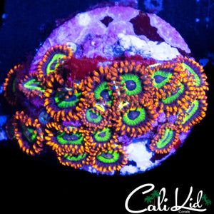 FRUIT LOOPS ZOA COLONY