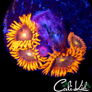 EYELASH ZOA QUAD