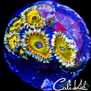 CK SATURNS RING MINI COLONY