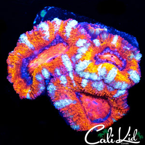 WHITE STRIPE ACAN TRIPLE