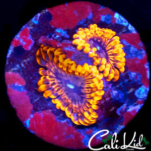 MYSTERY ZOA DOUBLE