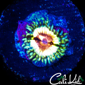 JF BLOODSHOT ZOA
