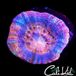 PASTEL BOWERBANKI