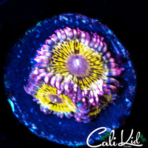 STRATOCASTER TYPE TRIPLE