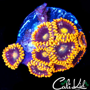 ULTRA ZOA MINI COLONY