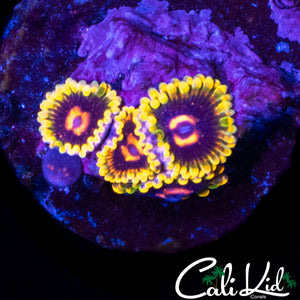 MIND TRICK ZOA QUAD