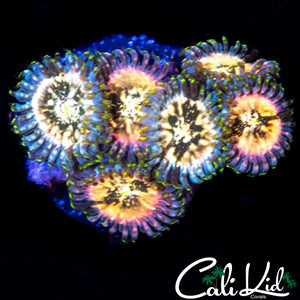 SOUR PUNCH ZOA MINI COLONY