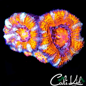 ULTRA WHITE STRIPE ACAN TRIPLE