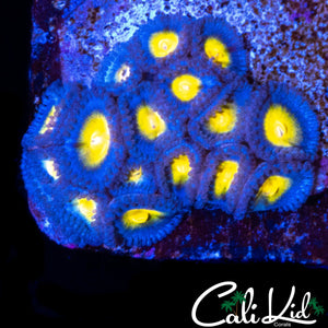 AOI ZOA MINI COLONY