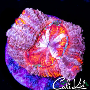 PASTEL PINK ASIAN ACAN
